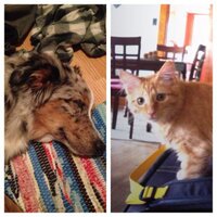 laila & koa & jax (@lailakoaroomies) 's Twitter Profile