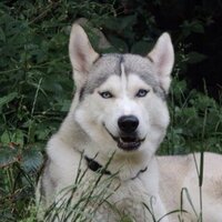 Huskyfan(@Swim1965) 's Twitter Profile Photo