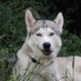 Huskyfan (@swim1965) Twitter profile photo Huskyfan (@swim1965) Twitter profile photo