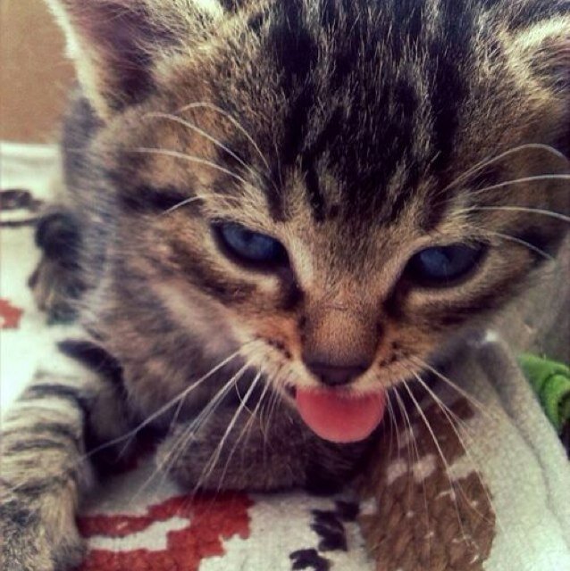 youve cat to be kitten me right meow