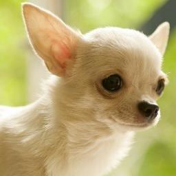 Mi pasión los Chihuahua, pero la que me quita la vida es mi bebé Carmela.