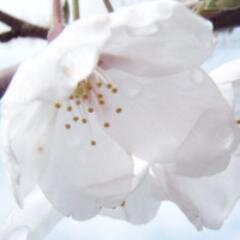 さくらのはっぱ
http://t.co/g9KGEC3wZW
あだるとまとめさいと！
運命の貴方の相手を探してみてはいかがですか。
フォローバック、リフォロー100％いたします。