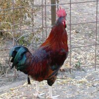 Joseph Vela  (@josephvela89) 's Twitter Profile