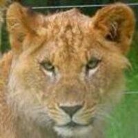 Maria Sotiropoulos (@msot9) 's Twitter Profile