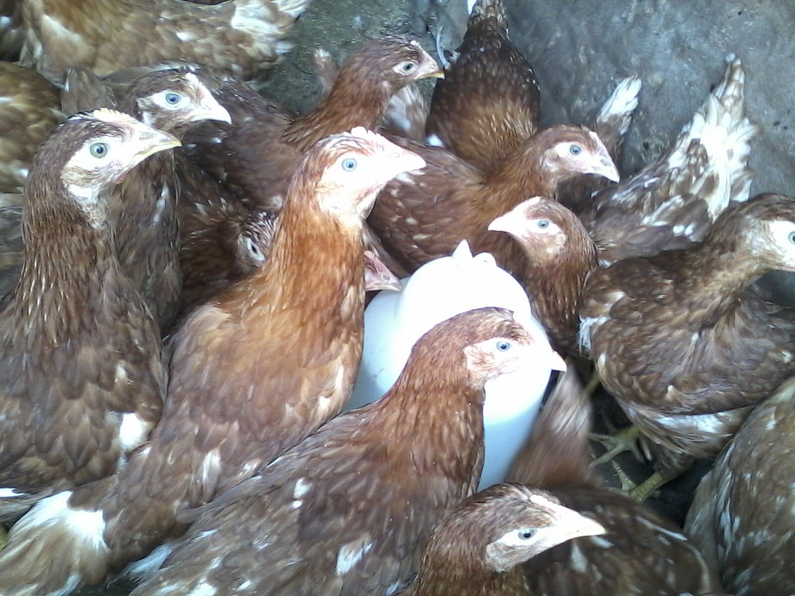 Ponedoras gallinas te ofrece la información necesaria para que no duden al momento de emprender un negocio que tenga que ver con el mundo avícola