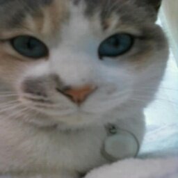 pcpp_msuke's profile picture. どなたか〜ゴルフをえてくれまんか？