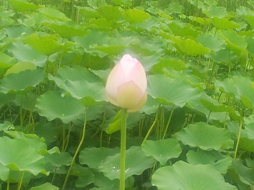 사랑이란 마치 열병같아서 자기 의사와는 관계없이 생겼다간 꺼진다. -스탕달