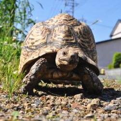 hyoumongamesenm's profile picture. かつてとにかく色んな生き物に手を出して、現在はヒョウモンガメ２頭飼育に集中！…というところに行き着きました。…なんて言いながら、なんだかんだでホルスやゴルハム、淡水魚・海水魚もいるので、話題は色んなところに及びます。