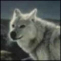 poolhaide Profile Picture