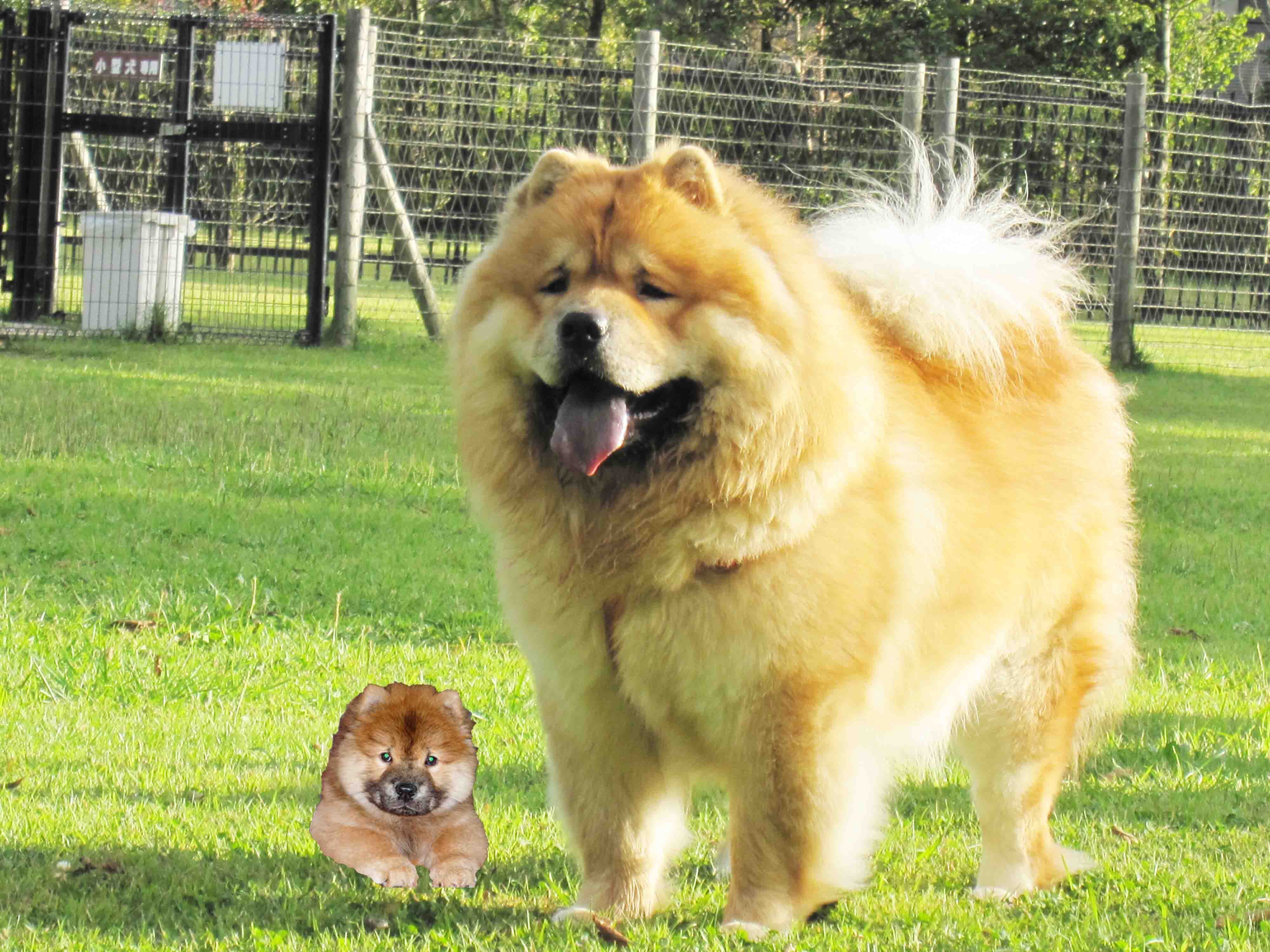 My name is Luke Jr.   My elder brother, Luke Sr. named Luke from Luke Skywalker of Star Wars.  Live in hot humid Japan, near Tokyo. Welcom all Chow Chow lovers.