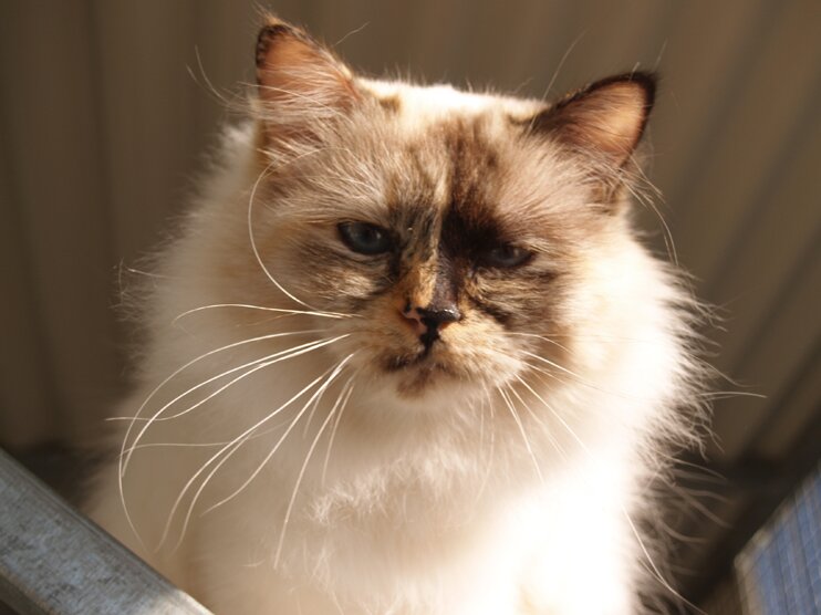 kittycatsforme's profile picture. .conservative..   enjoy a range of opinion as long as I agree..love the humor . Capitalism is progress..climate change is BS.Trump won. covid is flu.pure blood.