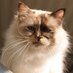 kitty cat (@kittycatsforme) Twitter profile photo