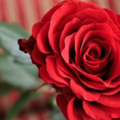 Profile Picture of قروب لزيادة متابعينك (@ShelliCline1) on Twitter