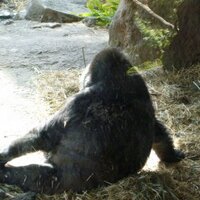 humanest (@humanest5) 's Twitter Profile