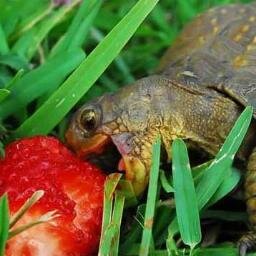 I like turtles.