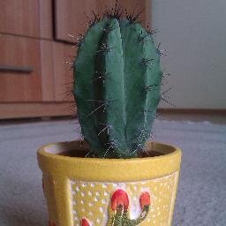 LarryKaktus's profile picture. Urodziłem się w Tesco,ale przygarnęły mnie dwie wspaniałe osoby i wychowują mnie jak swoje.  Boy Directioner