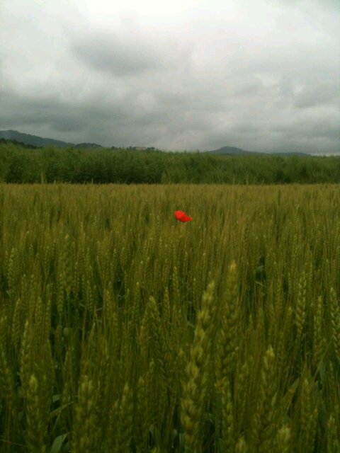 GiacomoBeria's profile picture. #inter, #mountainbike, #hamradio, #harleydavidson, #amarone