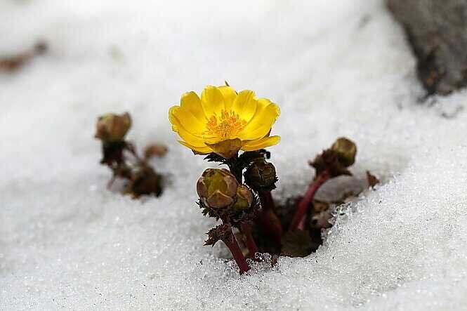 mysdodo's profile picture. 