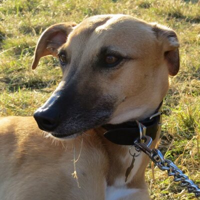 are olives bad for dogs olive the greyhound baddogolive are olives bad for dogs olive the greyhound baddogolive
