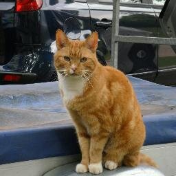 Te klein voor deze wereld, gek op dieren