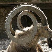 عمر المسلط (@omaralmouslat) 's Twitter Profile