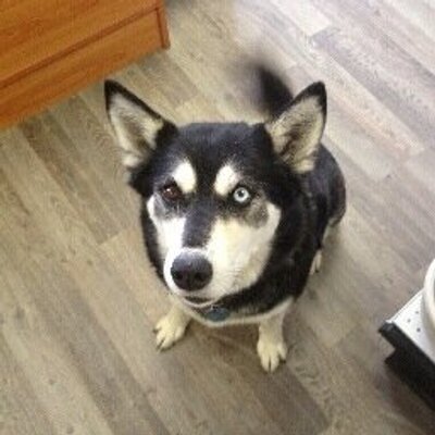 Profile Picture of Trackers (@steve_splinter) on Twitter