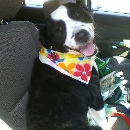 nextgeninvest's profile picture. Full time dog.  My people help their people in tough Real Estate situations.