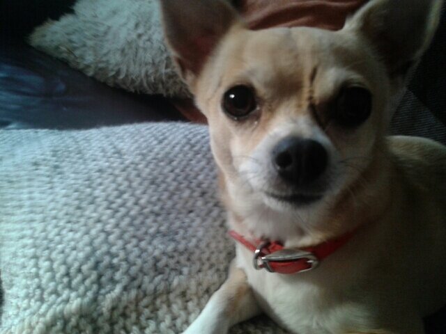 annewhittall's profile picture. loves.... bikes...fishing...bikes...fishing ... bikes...fishing ... oh and bobber 61