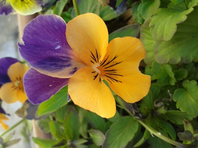 marisab08's profile picture. 