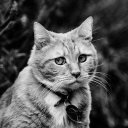 Vankooooooo's profile picture. 