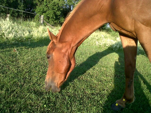 I'm Canadian, I ♡ country music,animals,horses and riding. •♡☆