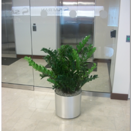 We deliver, and install interior plants for offices, buildings, restaurants, and hospitals.