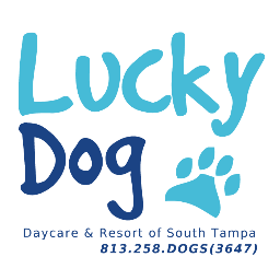 lucky puppy daycare lucky daycare luckydogta lucky puppy daycare lucky daycare luckydogta