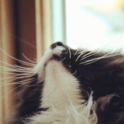 Siljewq's profile picture. Tegner av ting, operadigger, maur i rævva, inceptionist