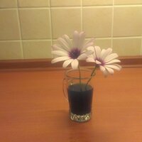 Hacı Mehmet Evren (@hmefe) 's Twitter Profile