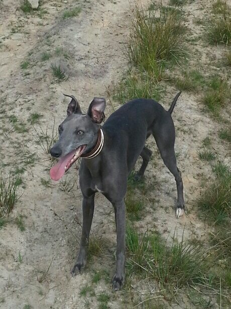 SwarveMarv's profile picture. Whippet. Love My Collie Bitches! Love Food! Love Working with @amarokcanine & Dogs who need Behavioural Shaping ★