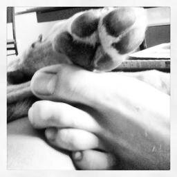 heraclit0's profile picture. Atleta maratoniano vegano y activista de los derechos animales