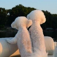 HomeisWheretheBoatis (@hiwtbimary) 's Twitter Profile