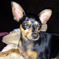 micheline beauchesne (@mich453) 's Twitter Profile