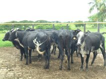 ventas de novilla,terneras guirolandas  INF:planeta rica cordoba colombia tel:3137489932