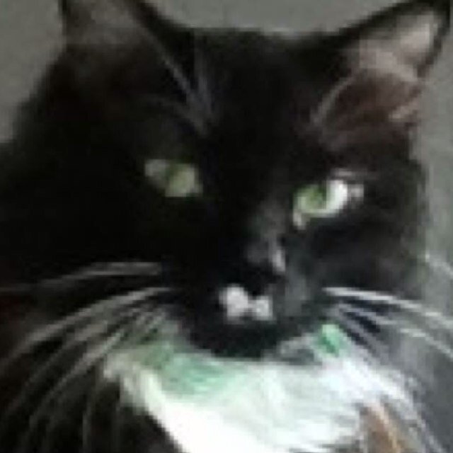 mittelicioUs deFINiTION make them cATS Go loco @attiiicus my person :-)