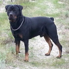 Karlhvb's profile picture. 