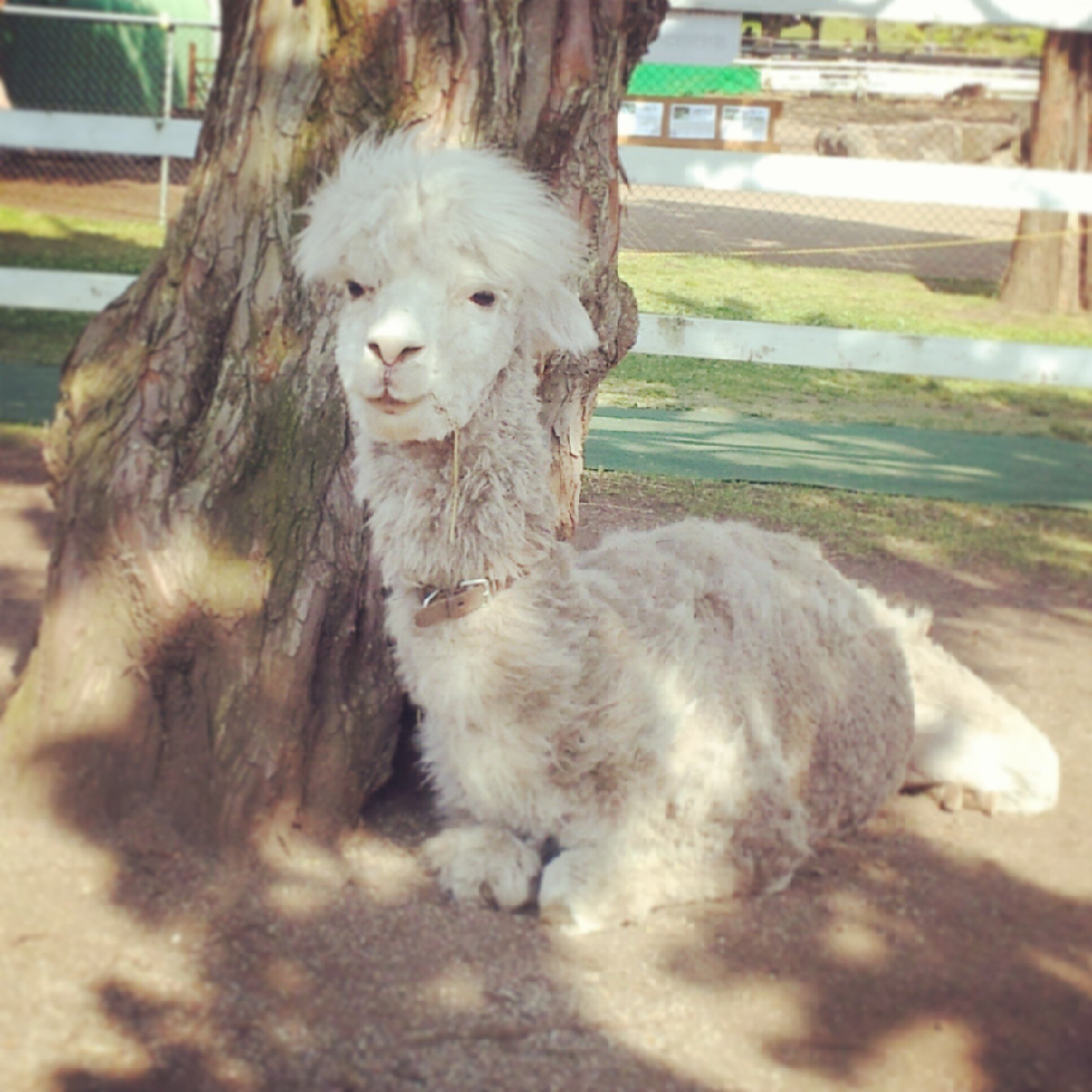 hago417's profile picture. プリンはオハヨーが一番すき！ 動物はハムスター🐹とアルパカ！