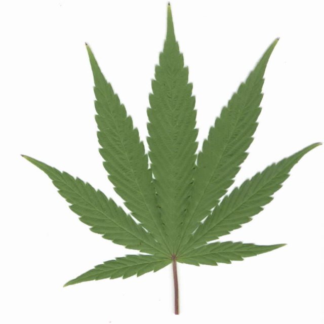 Promoting marijuana. Follow me and lets legalize it.