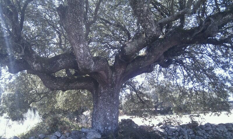 Comarca de Sayago, al suroeste de la provincia de Zamora (España)