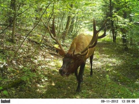 The best Trail Cam Pics from all over the web plus my own pictures from my home state of Oregon