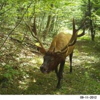 Trail Cam Nation (@trailcamnation) 's Twitter Profile