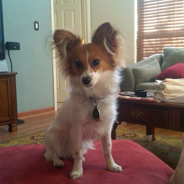 ASRT VP of Govt. Relations; Assn Executive; natural redhead; FSU Seminole; NMSAE Board mbr; collector of cute papillons and political snark. Tweets are my own.