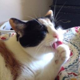 Cats are way cuter than dogs. So I started a blog to show off our adorableness. My name is Princess Francesca Von Kitty Cat and these are my friends.