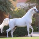 أبو عبدالله (@05513Xx) Twitter